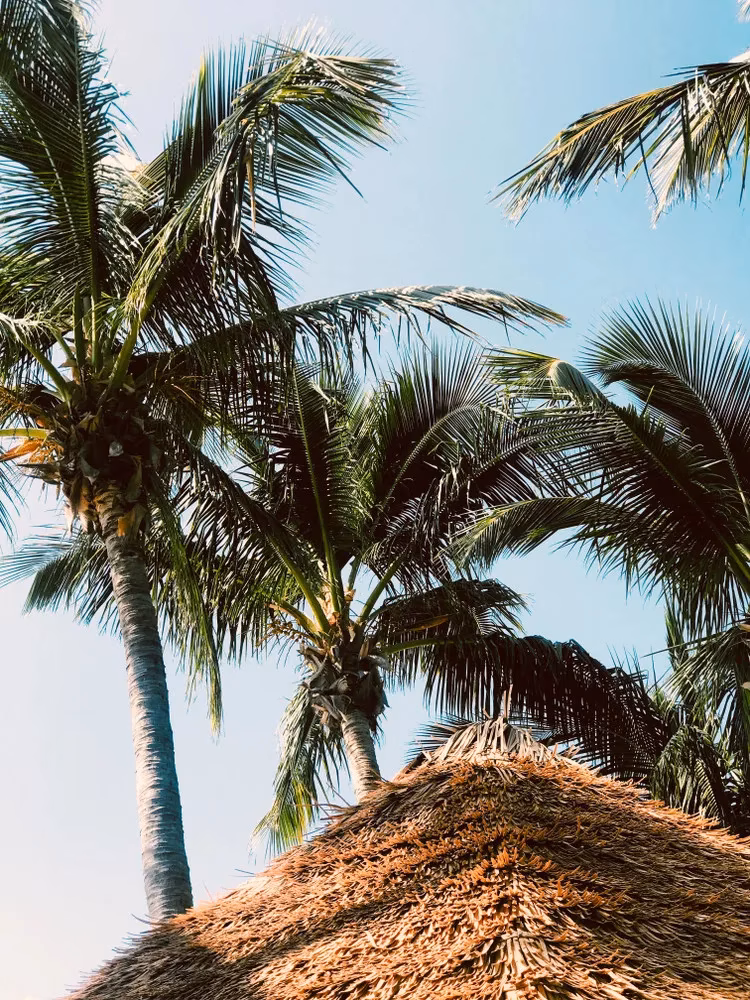 from-florida-to-harbour-island-how-to-visit-the-bahamas-pink-sands-beach-in-2026-image-2